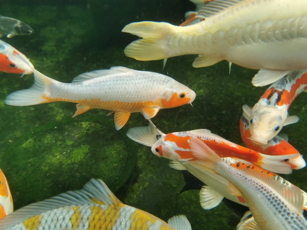 Des carpes koi dans un bassin, prise de vue sous l'eau