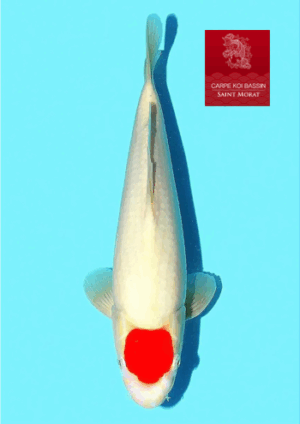 Kondo jumbo tosai tancho kohaku