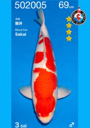 Sakai kohaku yonsai par Ogata