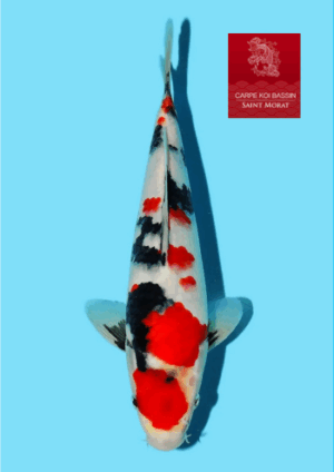 Isa jumbo tosai showa 26 cm