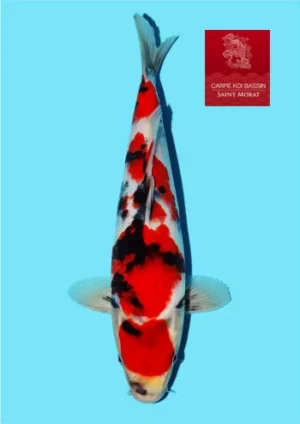 Isa jumbo tosai showa 31 cm