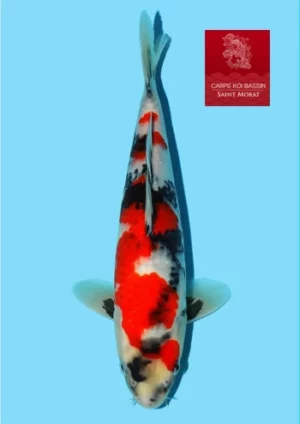 Isa showa jumbo tosai 27 cm