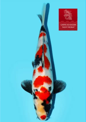 Koi Isa showa jumbo tosai