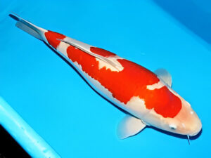 Sakai kohaku nisai tategoi 