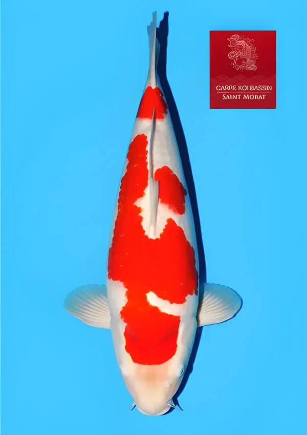 Sakai-kohaku-nisai-tategoi