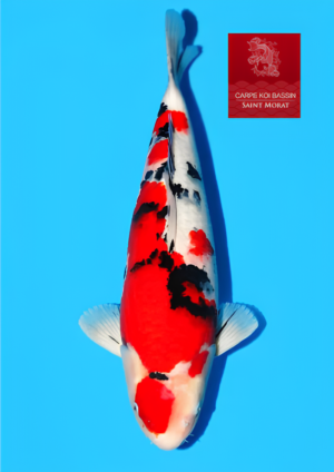 Sakai-nisai-sanke-tategoi