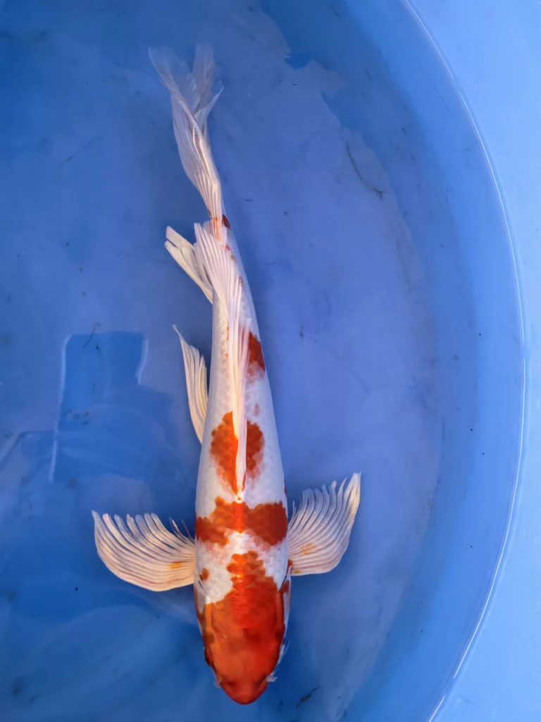 koi hirenaga wagoi hariwake