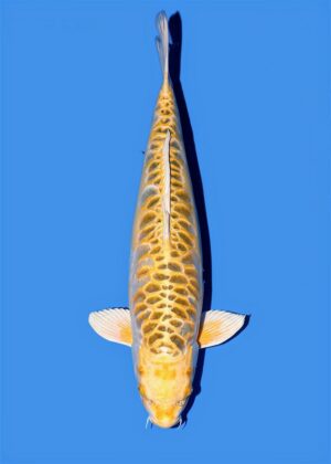 Yellow dragon Aoki sansai VENDU