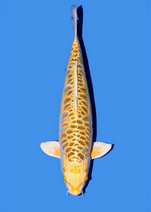 Yellow dragon Aoki sansai VENDU