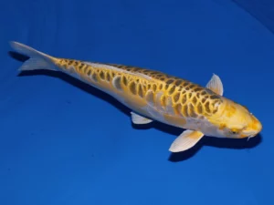 Kidragon-sansai-femelle-Aoki-côté