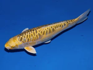 Kidragon-sansai-femelle-Aoki-côté-A