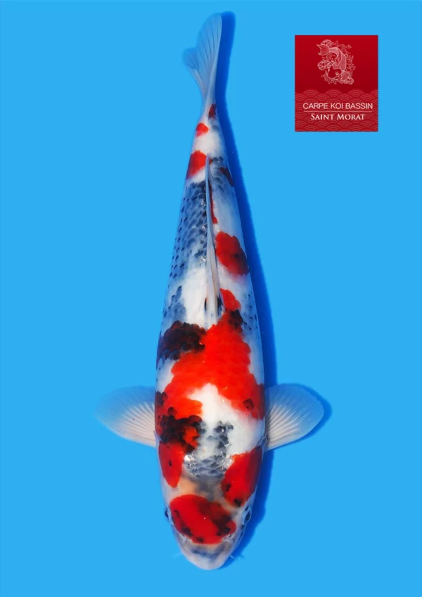 Isa jumbo tosai showa 34 cm