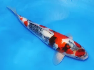 Isa-jumbo-tosai-showa-34-cm-Côté