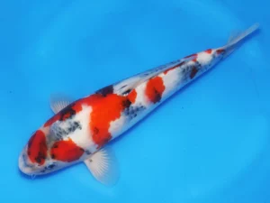 Isa-jumbo-tosai-showa-34-cm-Côté-A