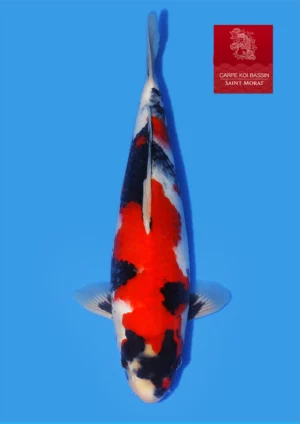 Isa showa jumbo tosai 36 cm