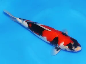 Isa showa jumbo tosai 36 cm Côté