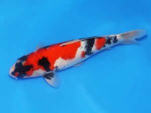 Isa showa jumbo tosai 36 cm Côté A