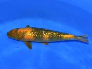 Ki-utsuri-Taniguchi-jumbo-tosai-A