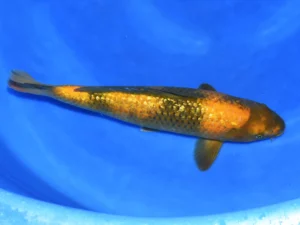 Ki-utsuri-Taniguchi-jumbo-tosai-côté