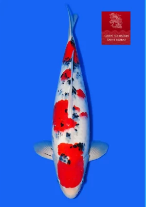 Taniguchi nisai sanke 50 cm
