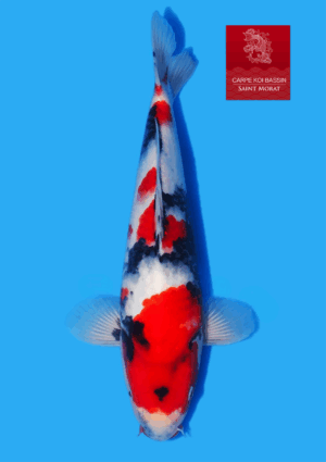 VHQ Isa Showa 34 cm jumbo tosai