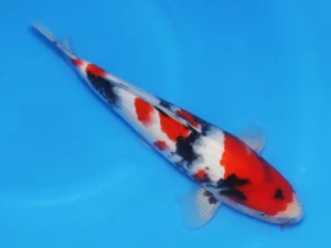 VHQ Isa Showa 34 cm jumbo tosai Côté