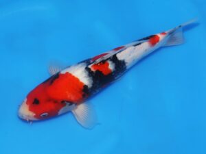 VHQ Isa Showa 34 cm jumbo tosai Côté