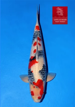 Isa Showa mâle 56 cm