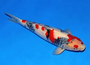 Isa showa kindai 56 cm Côté