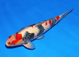 Isa showa kindai 56 cm Côté A