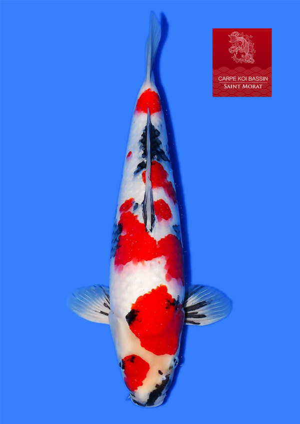 Kindai Showa nisai Taniguchi