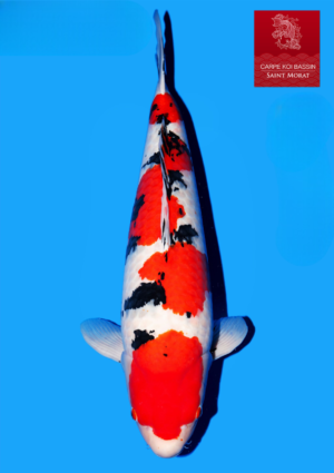 Matsue sanke 71 cm