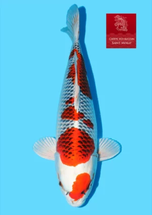 Nisai Kujaku Kondo 56 cm