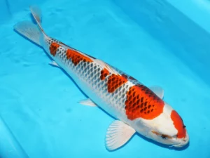 Nisai Kujaku Kondo 56 cm Côté