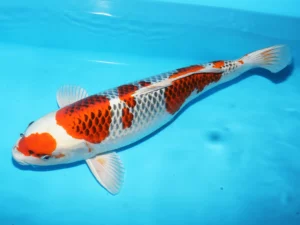 Nisai Kujaku Kondo 56 cm Côté A