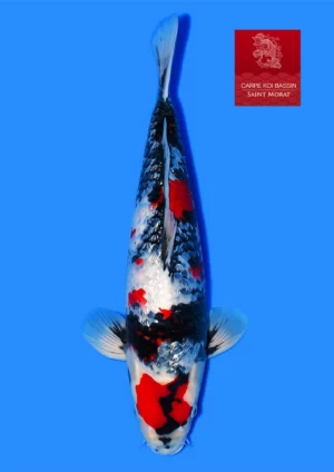 Nisai ginrin showa Taniguchi