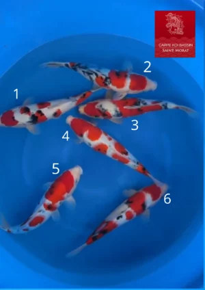 Nisai sanke Odakan
