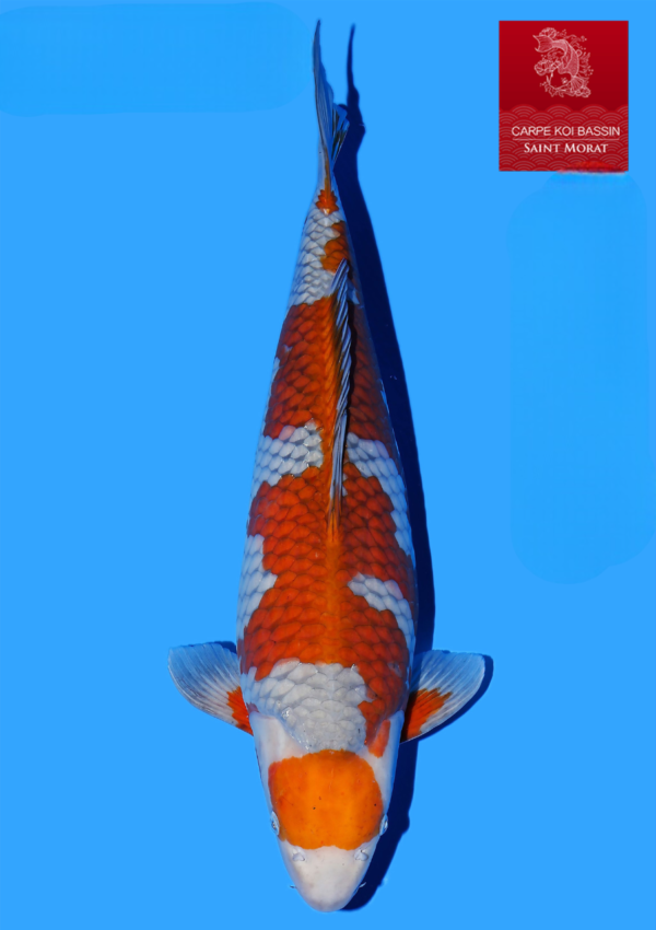 Yamaju ochiba 60 cm femelle