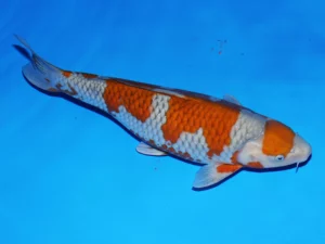 Yamaju-ochiba-60-cm-femelle-Côté 