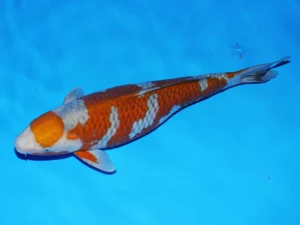 Yamaju-ochiba-60-cm-femelle-Côté A