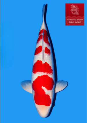 Dainichi Toyota 61 cm mâle