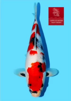 Kondo tosai showa 34 cm
