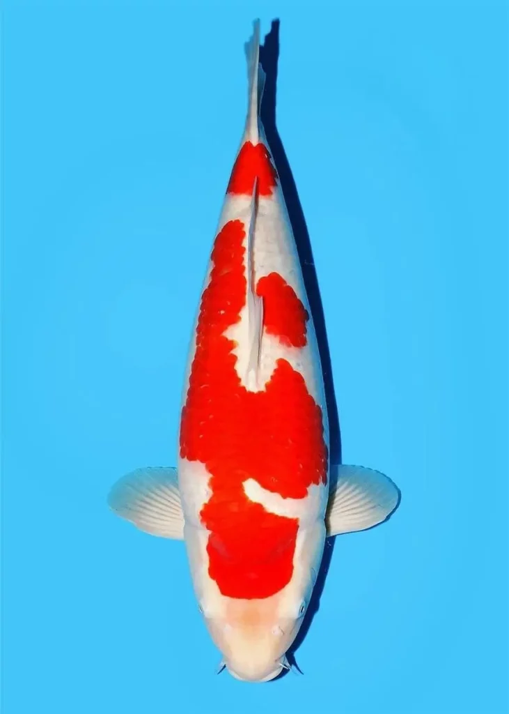 Kohaku