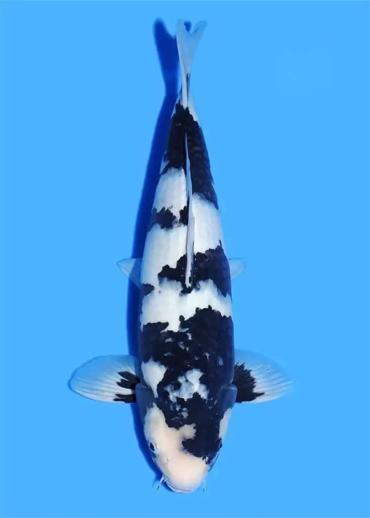 Shiro Utsuri