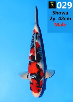 029_showa_nisai 42cm_ Izumiya