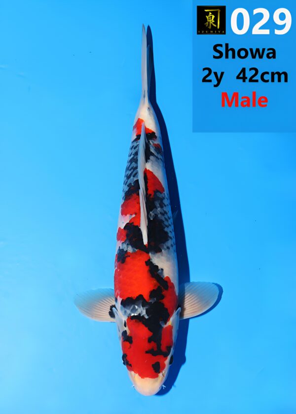 029_showa_nisai 42cm_ Izumiya