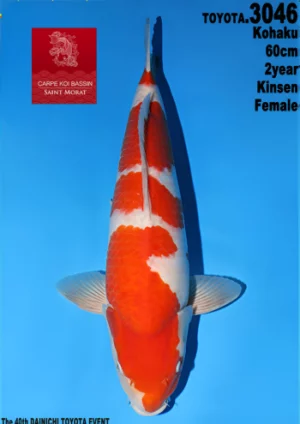 Dainichi Toyota nisai kohaku