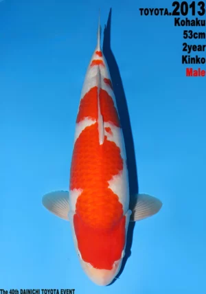 Dainichi Toyota nisai kohaku Mâle 1