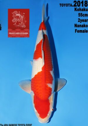 Dainichi Toyota nisai kohaku femelle 3