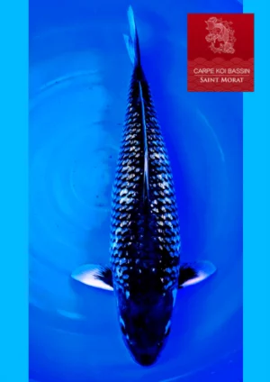 Dainichi yonsai black diamond